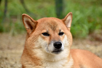 柴犬・正面