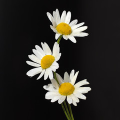 Three white chamomile flowers in line on a black background closeup isolated in square