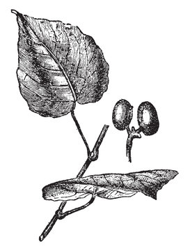 Anamirta cocculus vintage illustration.
