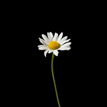 One daisy flower with white petals and yellow center on a green stem on  black background close up isolated macro in square