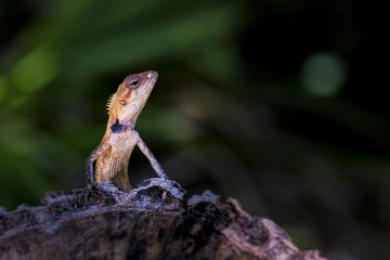 Reptil