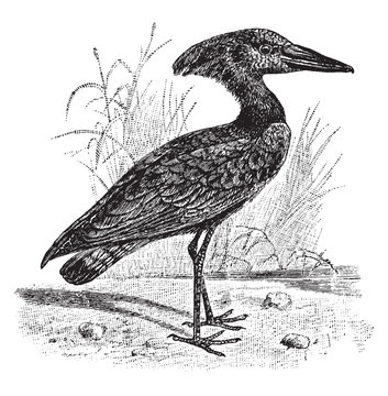Hammerkop, vintage illustration.