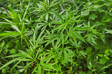 Green fresh marijuana leaves pattern