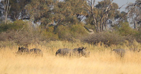 Black rhino in Botswana
