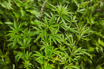 Green fresh marijuana leaves pattern