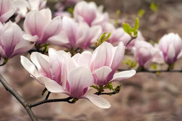 Tuinposter Vergrote weergave van roze bloeiende magnolia. Mooie lentebloei voor magnolia tulpenbomen roze bloemen. © Viktoria