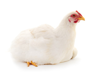 White hen isolated.