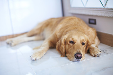 Sad lonely retriever is waiting for owner