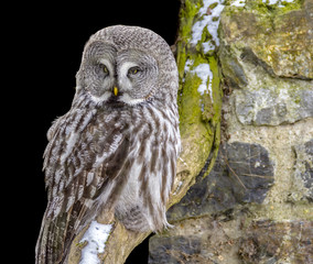 Great grey owl
