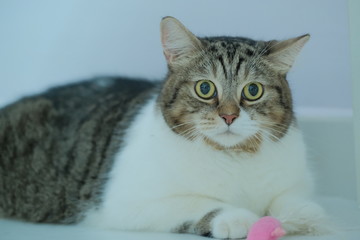 Obraz premium Cute big eye shorthair cat in brown and white color and tiger pattern