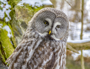 Great grey owl