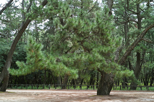 松の木、虹ノ松原唐津市佐賀県、日本