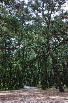 松の木、虹ノ松原唐津市佐賀県、日本