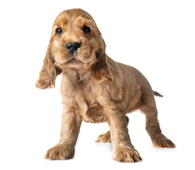 puppy cocker spaniel