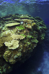 慶良間諸島の珊瑚礁