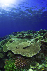 慶良間諸島の珊瑚礁