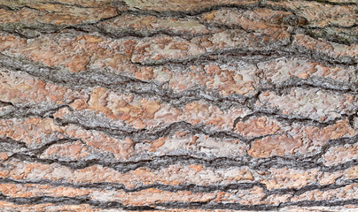 Tree bark texture for background.