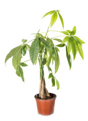 Pachira plant in studio