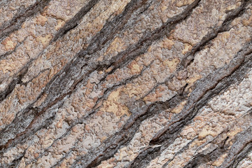 Tree bark texture for background.