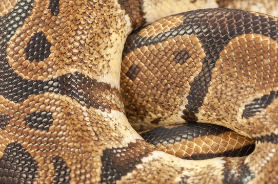 Ball Python Texture