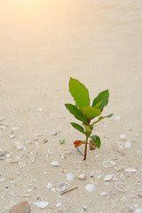small tree on the beach