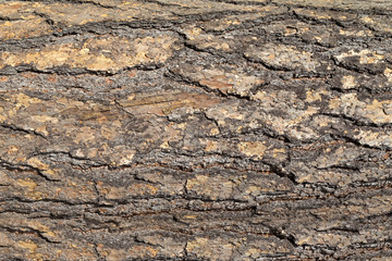 Tree bark texture for background.