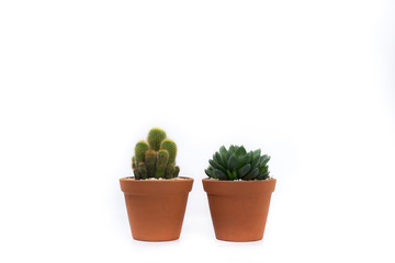 Cactus and succulent in pot isolated on white background.