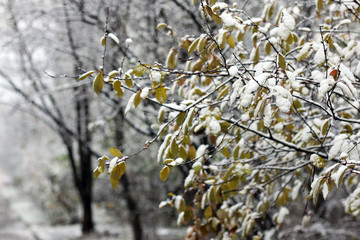 snow trees yard house evening