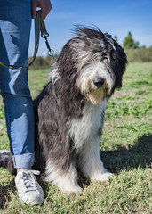 bearded collie in obedience