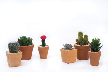 Cactus and succulent in pot isolated on white background.