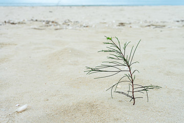 Seedlings of pine trees growing on sand.