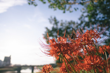 彼岸花と蝶々