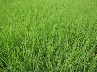 Obraz premium background of green grass,rice farm in Asia