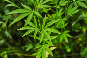 Green fresh marijuana leaves pattern