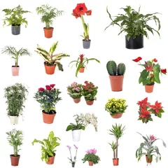 Fototapeten group of house plants © cynoclub