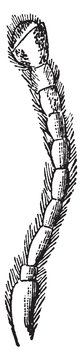 Antenna of a Species of Asida, vintage illustration.