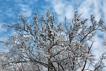 winter snow covered tree branches