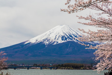 Mount Fuji.Foreground is a cherry blossoms.The shooting location is Lake Kawaguchiko, Yamanashi prefecture Japan.