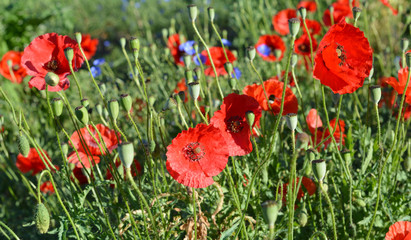 Obraz premium Red poppies field panorama.