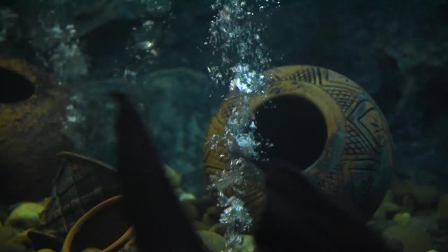Freshwater fish and aquatic organisms