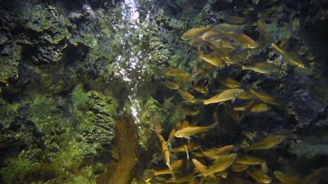 Barbodes gonionotus, freshwater fish