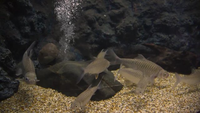 Freshwater fish and aquatic organisms
