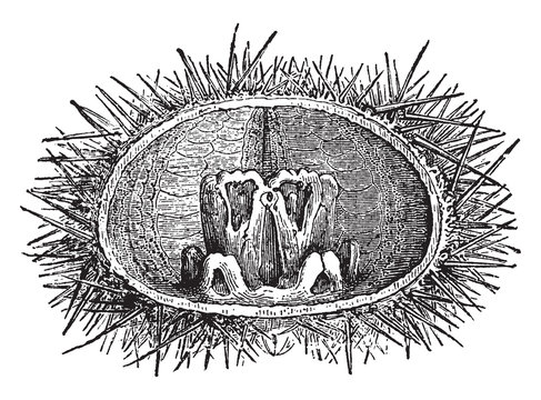 Masticating Apparatus of Echinus Lividus, vintage illustration..