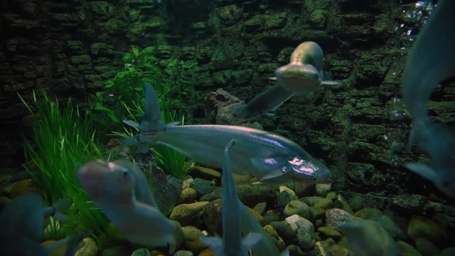 Freshwater fish and aquatic organisms