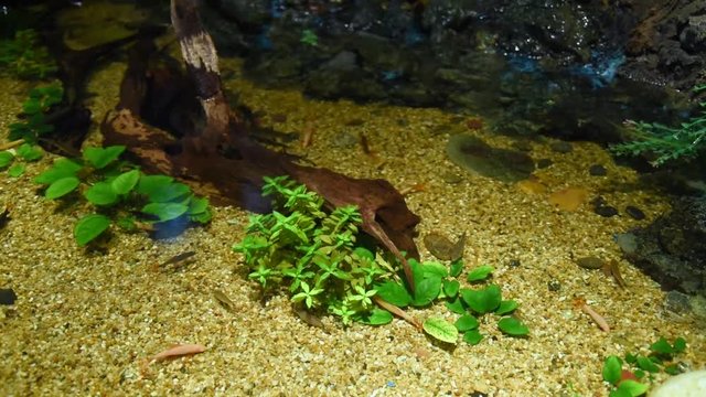 Freshwater fish and aquatic organisms