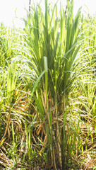 Bunch Of Sugarcane In The Field