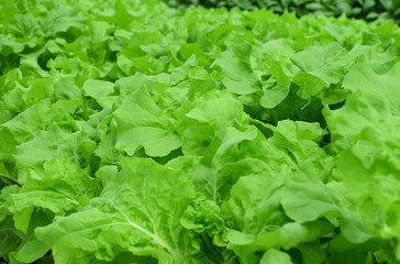 green salad vegetable