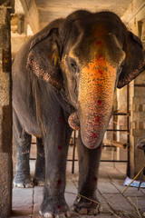 Elephant At Hampi, Karnataka
