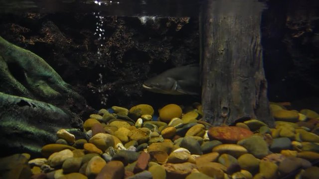 Freshwater fish and aquatic organisms