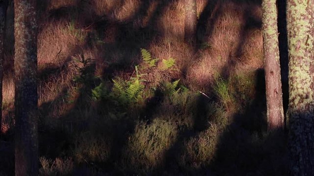 sunset light and shadows moving through pine forest to darkness.